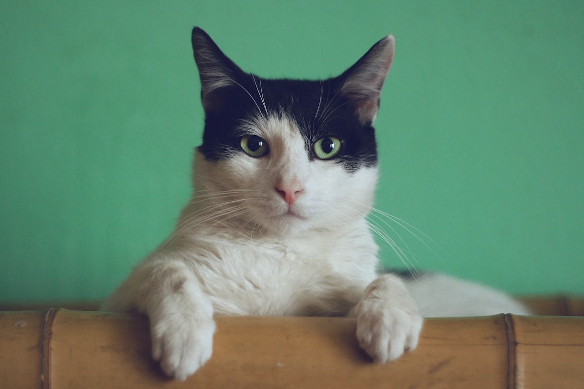 Castração e vacinas para gatinhos resgatados